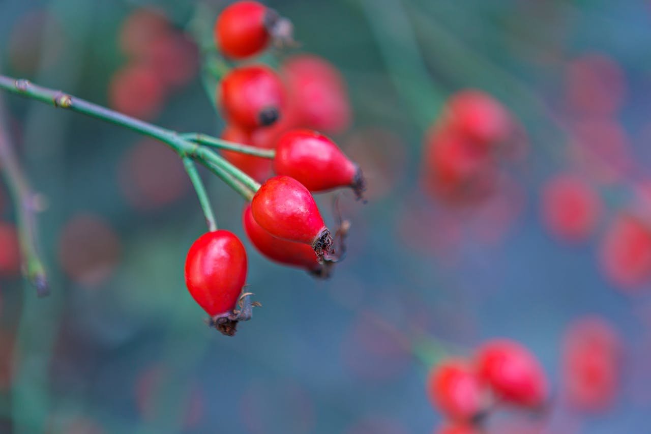 Detailed close-up of red rose hips with a blurred background, showcasing nature's vibrant colors.